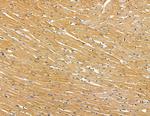 SLC10A4 Antibody in Immunohistochemistry (Paraffin) (IHC (P))