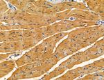 SLC10A4 Antibody in Immunohistochemistry (Paraffin) (IHC (P))