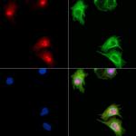 ZNF280D Antibody in Immunocytochemistry (ICC/IF)