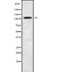 ZNF280D Antibody in Western Blot (WB)