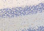 Synaptotagmin 4 Antibody in Immunohistochemistry (Paraffin) (IHC (P))
