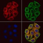 Tenascin X Antibody in Immunocytochemistry (ICC/IF)