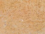 BTF3L4 Antibody in Immunohistochemistry (Paraffin) (IHC (P))