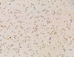LSM2 Antibody in Immunohistochemistry (Paraffin) (IHC (P))
