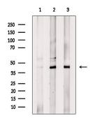 USP12 Polyclonal Antibody