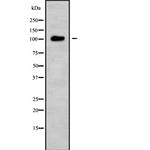 USP26 Polyclonal Antibody