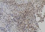 USP49 Polyclonal Antibody