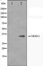 Nkx6.3 Antibody in Western Blot (WB)