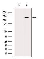 MEKK6 Antibody in Western Blot (WB)
