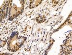 HDAC7 Antibody in Immunohistochemistry (Paraffin) (IHC (P))