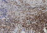 CD164L2 Antibody in Immunohistochemistry (Paraffin) (IHC (P))