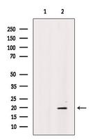 CD164L2 Antibody in Western Blot (WB)