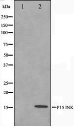 CDKN2B Antibody in Western Blot (WB)