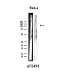 XRN2 Antibody in Western Blot (WB)