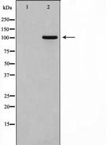 GPRIN1 Antibody in Western Blot (WB)