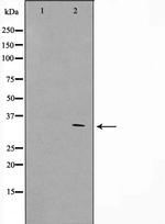 GFR alpha-4 Antibody in Western Blot (WB)