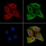 GFR alpha-4 Polyclonal Antibody