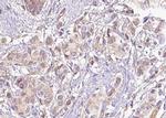Phospho-CDC25C (Ser216) Antibody in Immunohistochemistry (Paraffin) (IHC (P))
