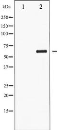 Phospho-CDC25C (Ser216) Antibody in Western Blot (WB)