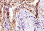 Phospho-BIK (Thr33) Antibody in Immunohistochemistry (Paraffin) (IHC (P))