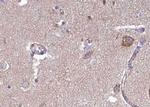 EFEMP2 Antibody in Immunohistochemistry (Paraffin) (IHC (P))