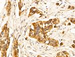 EFEMP2 Antibody in Immunohistochemistry (Paraffin) (IHC (P))