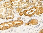 EFEMP2 Antibody in Immunohistochemistry (Paraffin) (IHC (P))