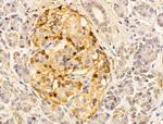 EFEMP2 Antibody in Immunohistochemistry (Paraffin) (IHC (P))