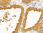 EFEMP2 Antibody in Immunohistochemistry (Paraffin) (IHC (P))