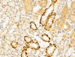 EFEMP2 Antibody in Immunohistochemistry (Paraffin) (IHC (P))