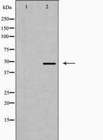 EFEMP2 Antibody in Western Blot (WB)