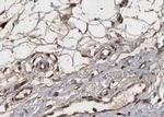 COL4A2 Antibody in Immunohistochemistry (Paraffin) (IHC (P))