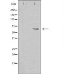 MARCKS Polyclonal Antibody