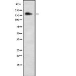 COL5A3 Polyclonal Antibody