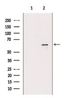 POLL Polyclonal Antibody