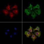TMBIM4 Antibody in Immunocytochemistry (ICC/IF)