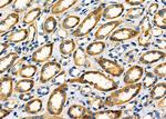 TMBIM4 Antibody in Immunohistochemistry (Paraffin) (IHC (P))
