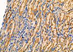 TMBIM4 Antibody in Immunohistochemistry (Paraffin) (IHC (P))