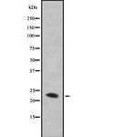 TMBIM4 Antibody in Western Blot (WB)
