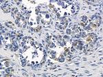 IL1RAPL2 Antibody in Immunohistochemistry (Paraffin) (IHC (P))
