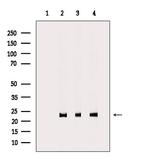 MRPL48 Polyclonal Antibody
