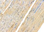 NCLN Antibody in Immunohistochemistry (Paraffin) (IHC (P))