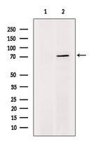 NCLN Antibody in Western Blot (WB)