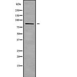 ZNF839 Antibody in Western Blot (WB)
