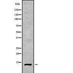 COX6A2 Antibody in Western Blot (WB)