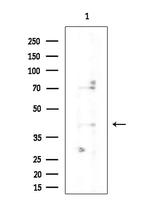 COX6A2 Antibody in Western Blot (WB)