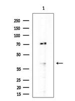COX6A2 Antibody in Western Blot (WB)
