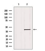 ISG20L2 Polyclonal Antibody