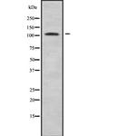 SIK2 Antibody in Western Blot (WB)