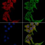 CEACAM8 Polyclonal Antibody